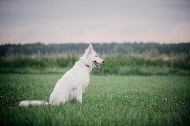 Retrato ao ar livre bonito do cão pastor suíço branco