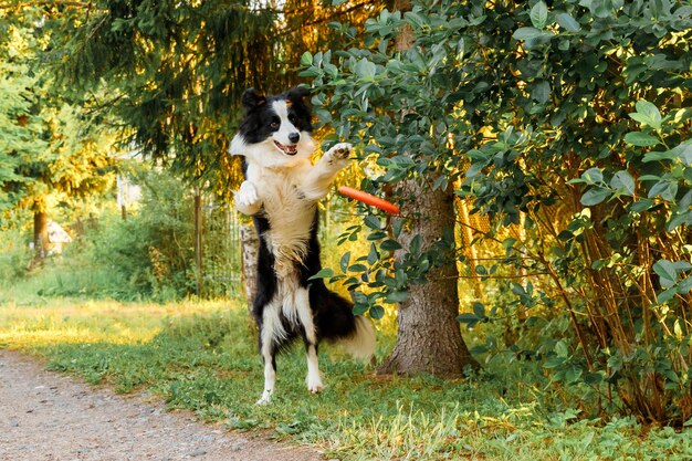 Retrato ao ar livre de cachorro engraçado engraçado border collie pegando o brinquedo no ar cachorro brincando com d ...