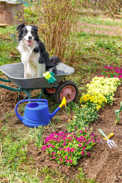 Retrato ao ar livre de cachorro fofo border collie sentado no carrinho de jardim de carrinho de mão no fundo do jardim Cachorrinho engraçado como jardineiro pronto para plantar mudas Conceito de jardinagem e agricultura