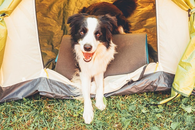 Retrato ao ar livre de um cachorrinho fofo e engraçado border collie deitado dentro de uma barraca de acampamento para animais de estimação