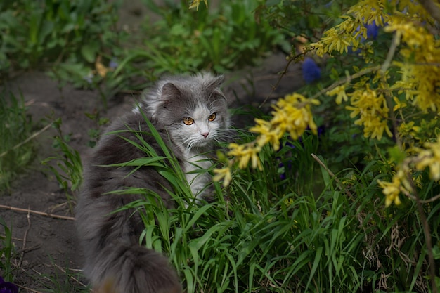 Retrato ao ar livre de um gato brincando com flores em um jardim