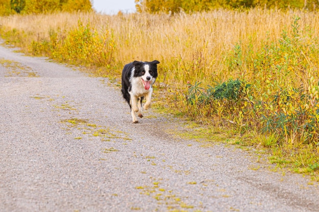 Retrato ao ar livre de um lindo cachorrinho sorridente border collie correndo no parque outono ao ar livre Cachorrinho com cara engraçada andando no dia ensolarado de outono Olá conceito de clima frio de outono