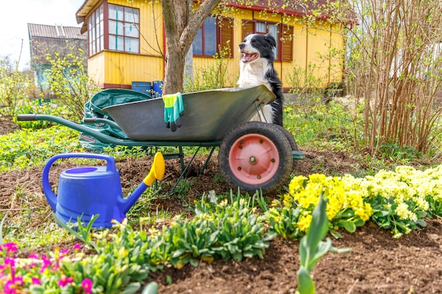 Retrato ao ar livre do cão bonito border collie com carrinho de jardim de carrinho de mão no fundo do jardim. Cachorrinho engraçado como jardineiro pronto para plantar mudas. Conceito de jardinagem e agricultura.