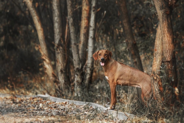Retrato ao ar livre do cão Rhodesian Ridgeback