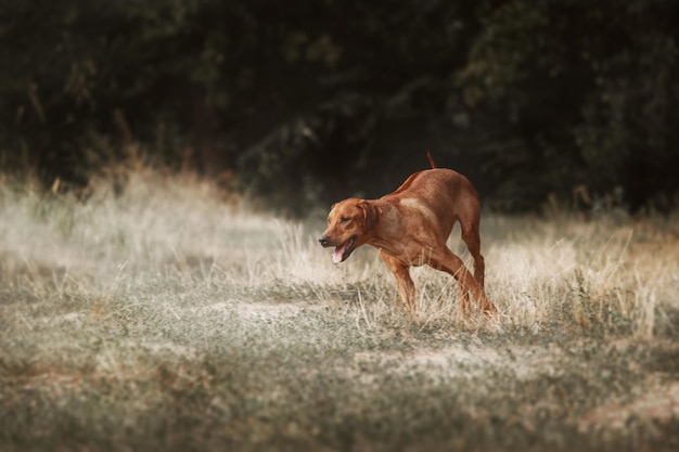 Retrato ao ar livre do cão Rhodesian Ridgeback