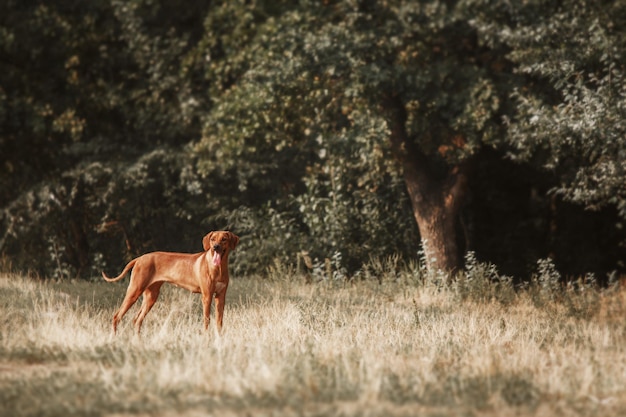 Retrato ao ar livre do cão Rhodesian Ridgeback