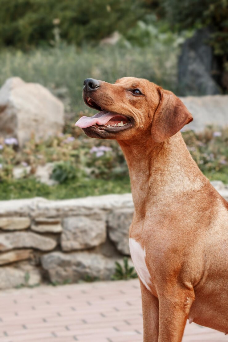 Retrato ao ar livre do cão Rhodesian Ridgeback