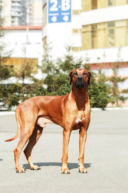 Foto retrato ao ar livre do cão rhodesian ridgeback