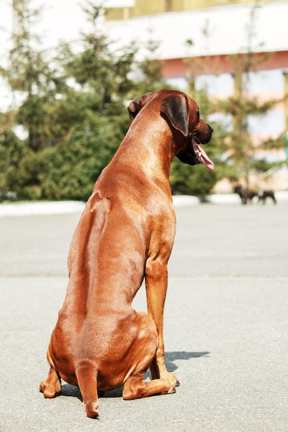 Retrato ao ar livre do cão rhodesian ridgeback