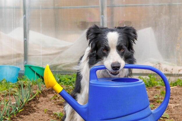 Retrato ao ar livre do cão sorridente fofo border collie segurando o regador na boca em background do jardim.