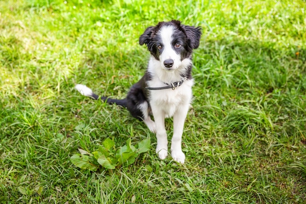 Retrato ao ar livre do filhote de cachorro border collie deitado na grama