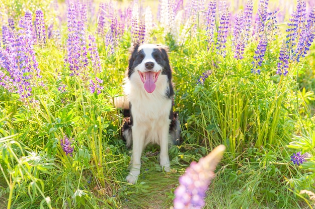 Retrato ao ar livre do filhote de cachorro border collie sorridente fofo sentado na grama, flor violeta