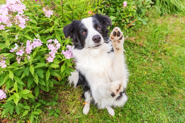 Retrato ao ar livre do filhote de cachorro border collie sorridente fofo sentado na grama