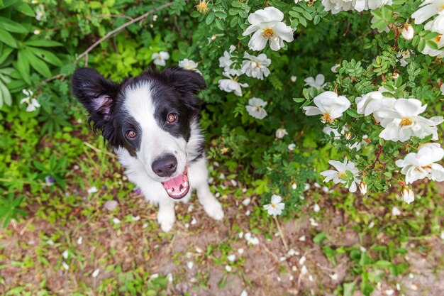 Retrato ao ar livre do lindo filhote de cachorro border collie sentado no fundo do parque ou jardim