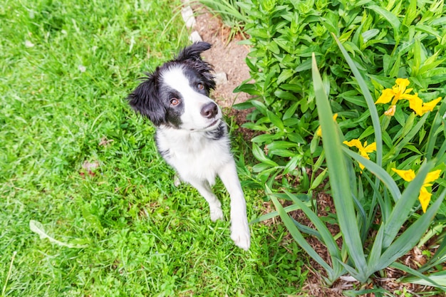 Retrato ao ar livre engraçado de cachorro sorridente fofo border collie sentado no gramado da grama verde no parque ou jardim