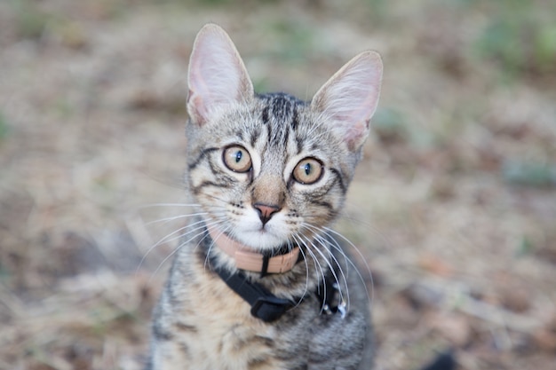 Retrato ao ar livre pequeno gato cinzento