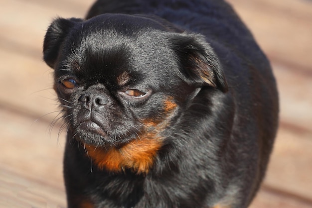 Retrato aproximado da raça de cachorro Petit Brabancon