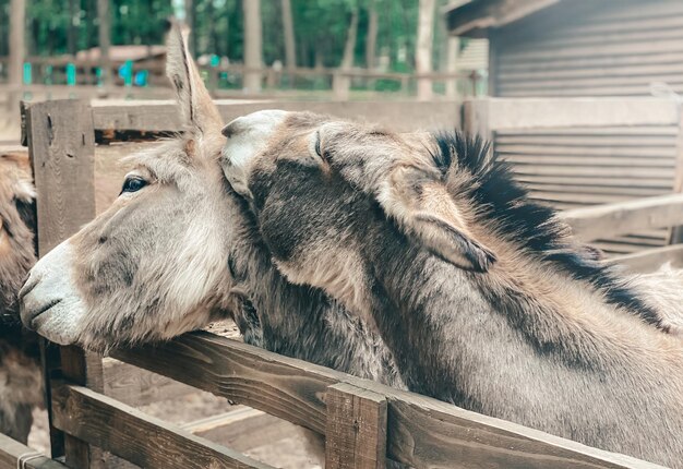 Retrato aproximado de belos burros em um dia claro