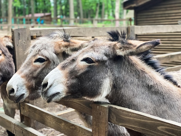 Retrato aproximado de belos burros em um dia claro