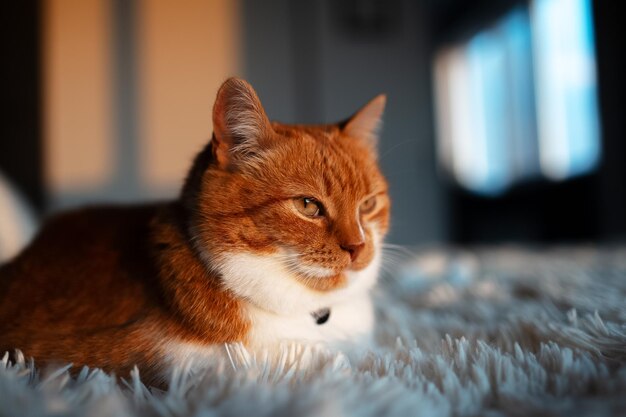 Retrato aproximado de gato branco vermelho com olhos dourados deitado em manta fofa sobre fundo desfocado