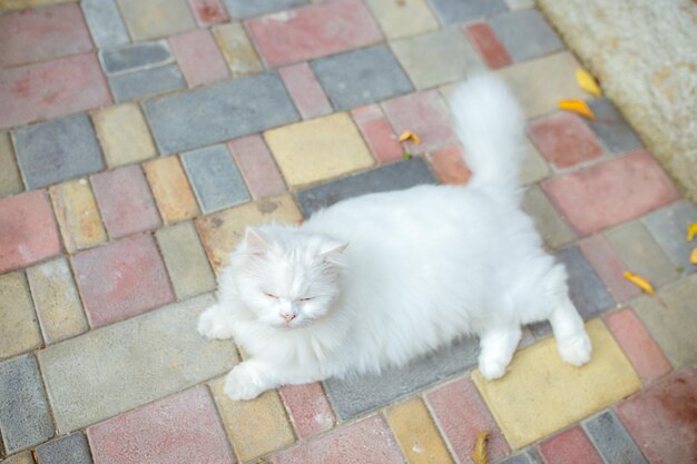 Retrato aproximado de gato peludo branco com lindos olhos verdes