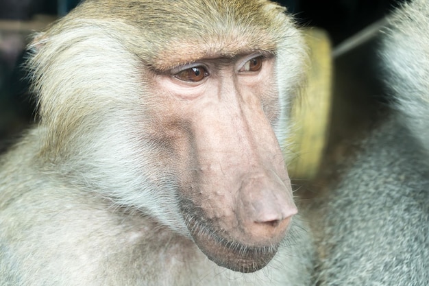 Retrato aproximado de macaco babuíno olhando de soslaio