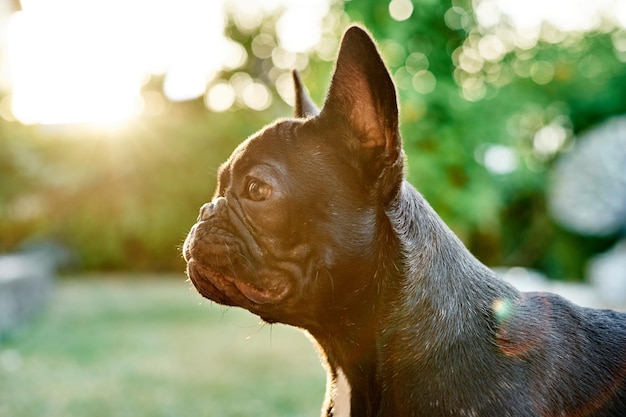 Retrato aproximado de um buldogue francês de cachorro no jardim ao pôr do sol