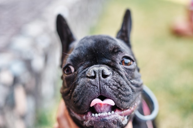 Retrato aproximado de um buldogue francês de cachorro