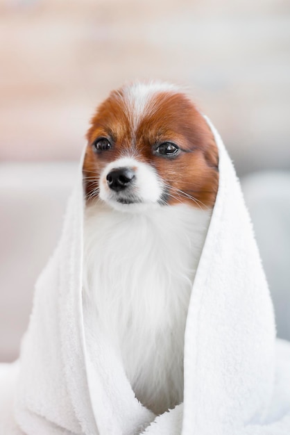 Foto retrato aproximado de um cachorro em uma toalha sobre um fundo claro