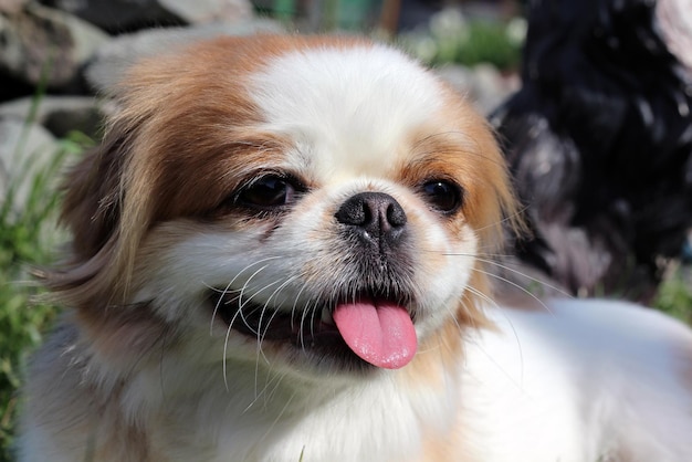 Retrato aproximado de um cachorro pequinês