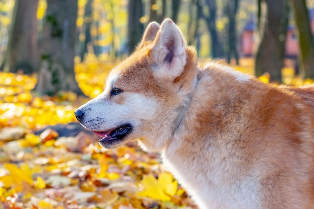 Retrato aproximado de um cão Akita em perfil em um parque de outono em um fundo de folhas amarelas