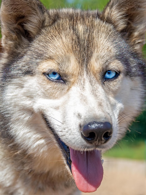 Retrato aproximado de um cão husky fofo com lindos olhos azuis