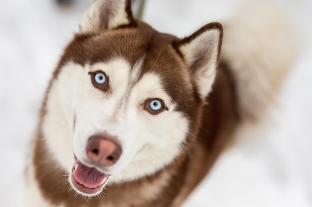 Retrato aproximado de um cão husky