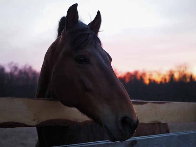 Retrato aproximado de um cavalo de cor escura contra o pano de fundo de um belo pôr do sol