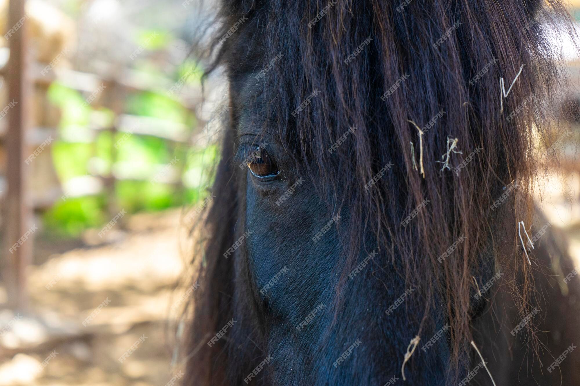 Desenho De Cavalo Clipart Preto E Branco Correndo PNG , Desenho De Cavalo,  Desenho Labial, Desenho Preto E Branco Imagem PNG e PSD Para Download  Gratuito