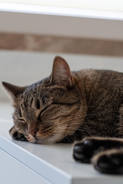 Retrato aproximado de um gato adormecido foto vertical