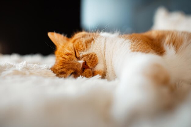 Retrato aproximado de um gato branco vermelho fofo dormindo em uma manta fofa