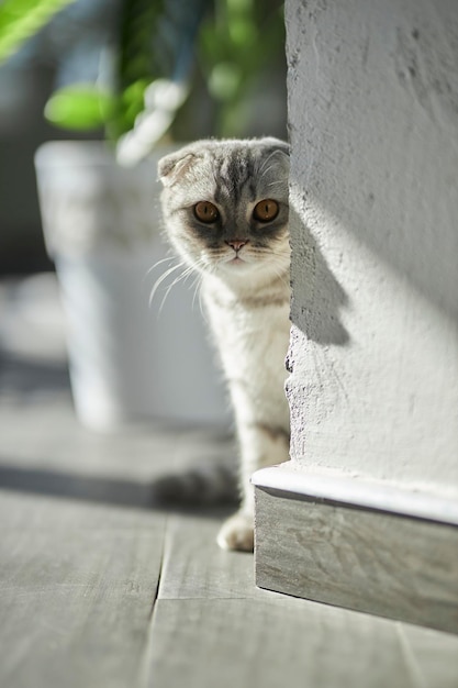 Foto retrato aproximado de um gato britânico dobrado cinza gato britânico dobrado escocês gato cinza olho laranja