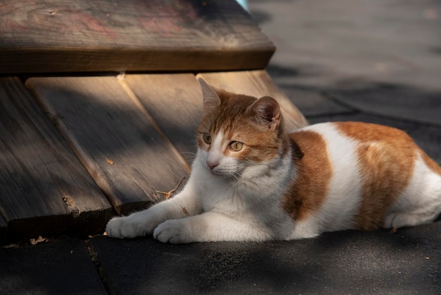 Retrato aproximado de um jovem gato brincando com uma criança