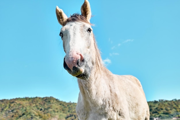 Retrato aproximado de um lindo cavalo branco com olhos azuis Égua branca pastando grama em um pasto