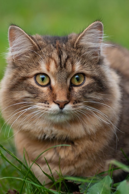 Retrato aproximado de um lindo gato