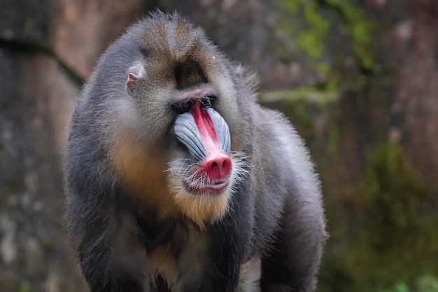 Retrato aproximado de um macaco Mandrillus macho