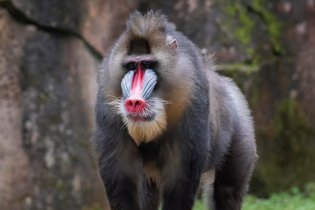 Foto retrato aproximado de um macaco mandrillus macho