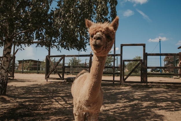 Retrato aproximado de uma alpaca na cor bege