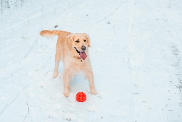 Retrato aproximado do cão retriever branco no fundo do inverno