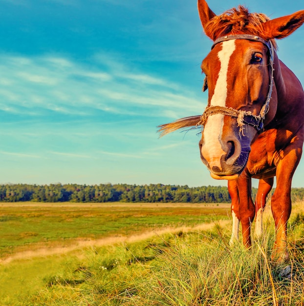 Retrato aproximado do cavalo do campo no pasto