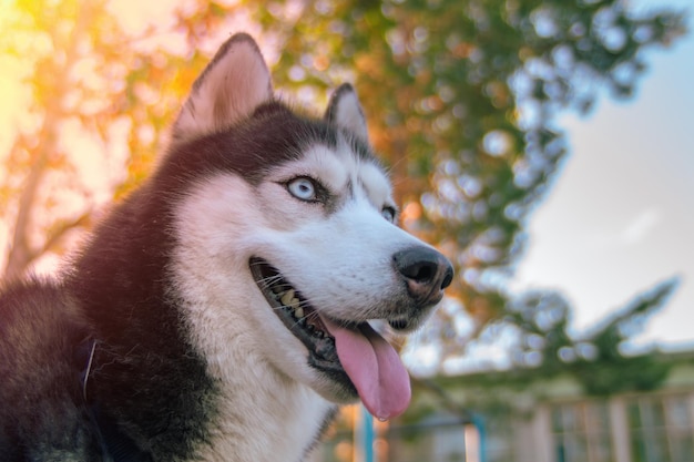 Retrato aproximado do focinho de um cão husky de olhos azuis rosto sorridente feliz de um cão husky vista lateral