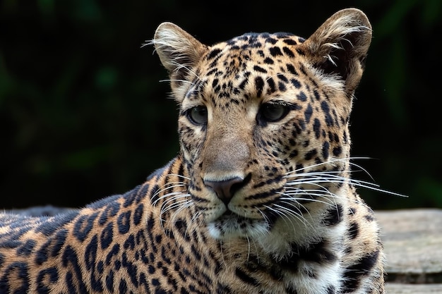 Retrato aproximado do leopardo de Java