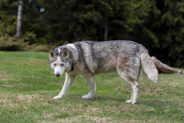 Retrato aproximado do velho cão Husky Siberiano Cinzento olhando para a frente na floresta