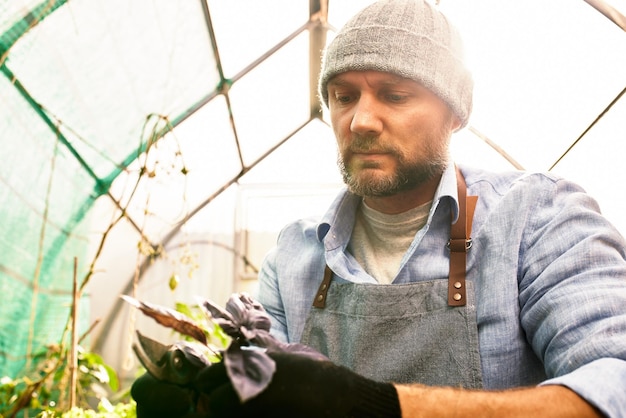 Retrato de un apuesto jardinero con sombrero sostiene hojas de lechuga Jardinería orgánica El concepto de cosecha y agricultura local